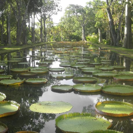 Giant water lilies in the Pamplemousses botanical garden